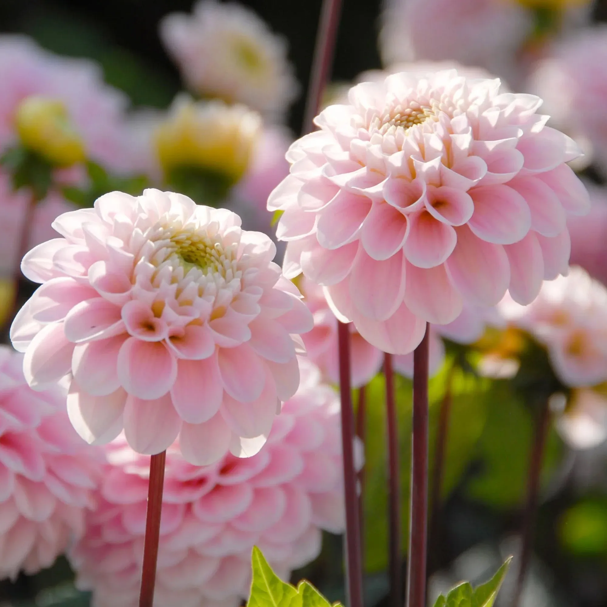 Dahlia 'Wizard of Oz'