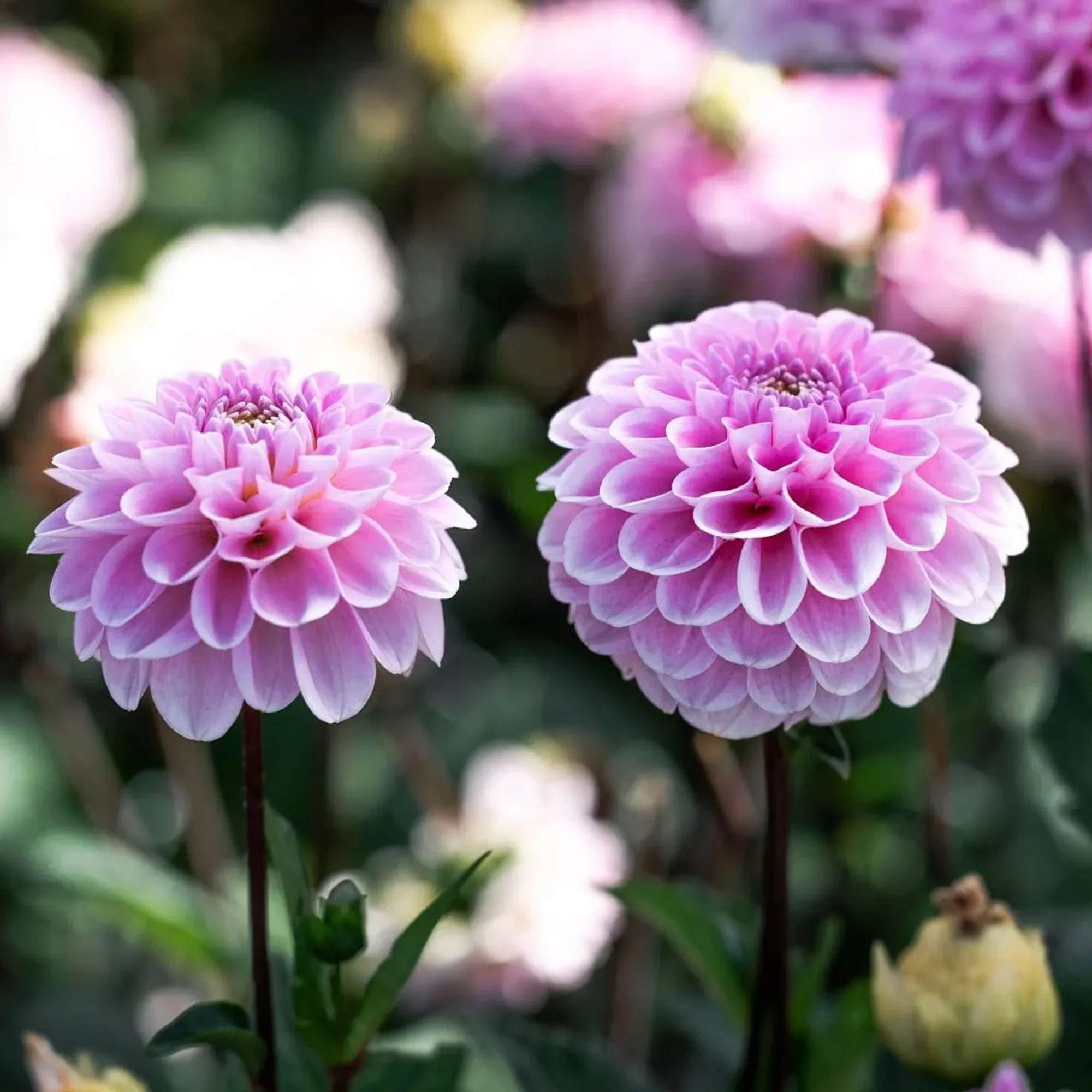 Dahlia 'Wizard of Oz'
