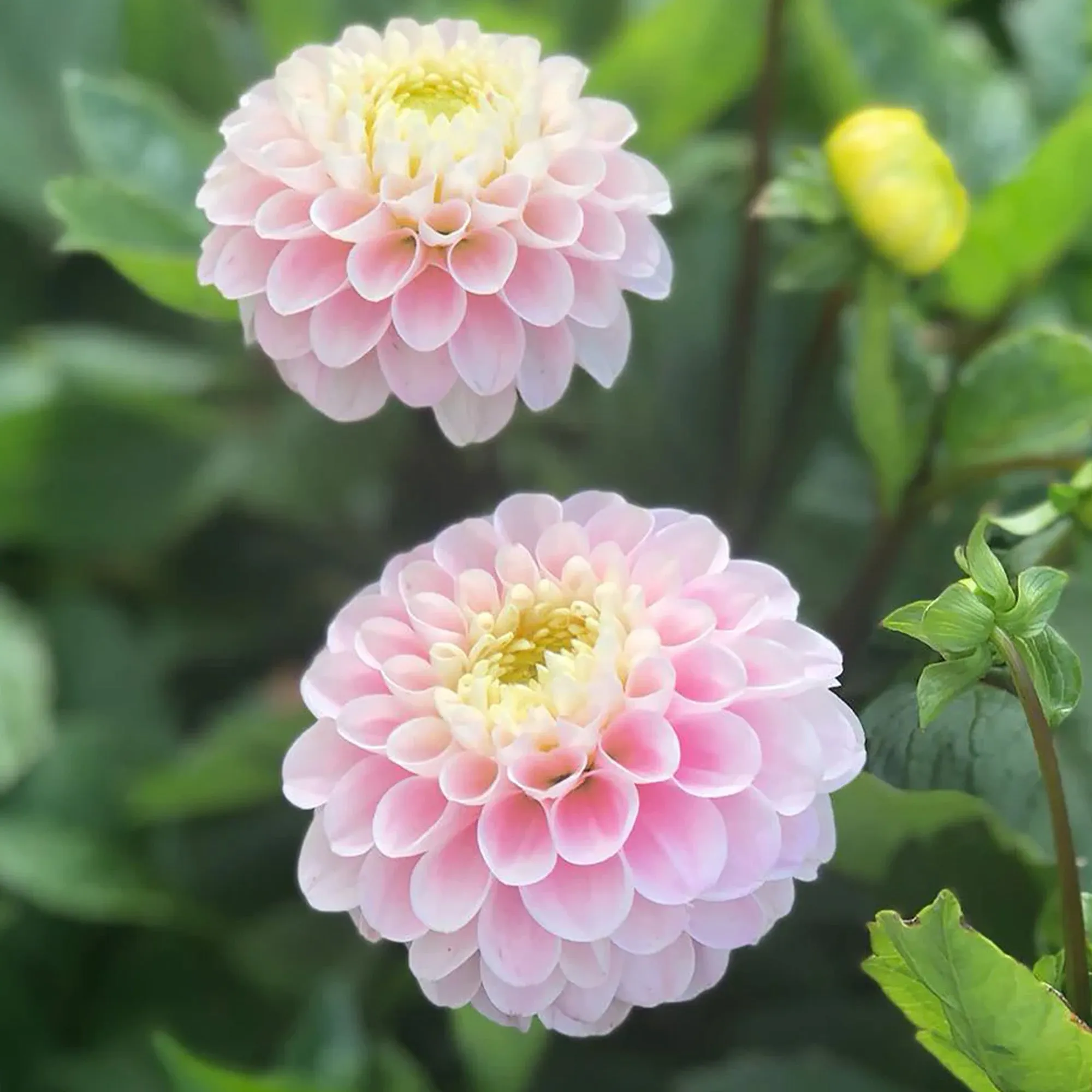 Dahlia 'Wizard of Oz'